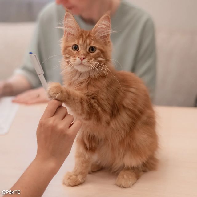 cats_calling в LOOKY. . "Жаркое лето на Орби...