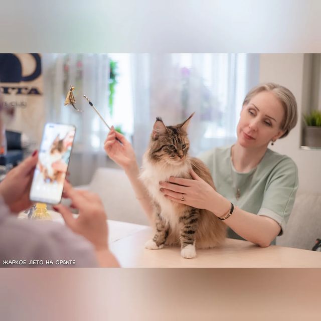 cats_calling в LOOKY. . "Жаркое лето на Орби...