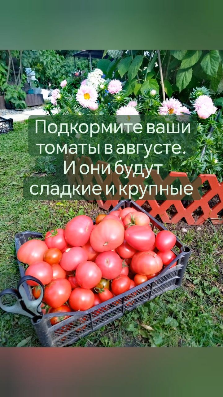 missisvaflia в LOOKY. #огород,#грядка,#томаты,#томатывтеплице,#фитофтора,#удобрение,#урожайтоматов,#ленинградскаяобласть,#ленинградская_область,#вогороде,#удобрениедлятоматов,#моядача,#мойсад,#мойогород,#огородники,#моядача,#любимаядача. 📌ПОДКОРМКА ТОМАТОВ ...