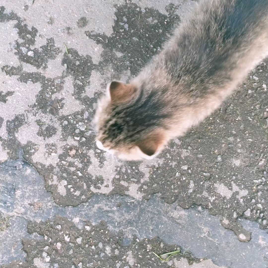 Красивый котик встретился мне на пути 🥰🐈#котик,