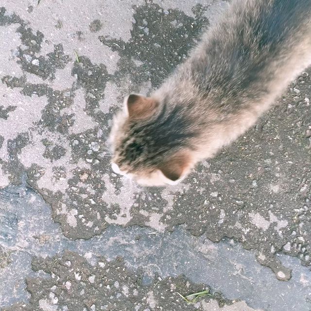 alviinwolf в LOOKY. . Красивый котик встре...