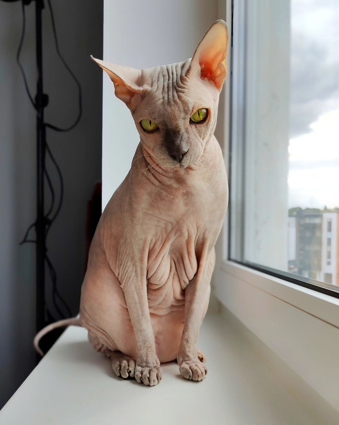 eva_sphynx_cat в LOOKY — фото 3