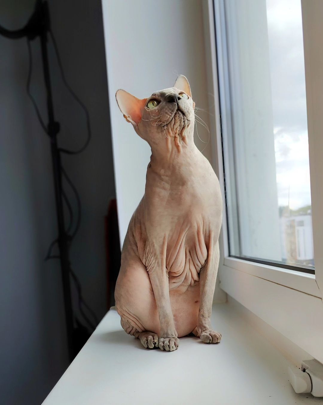 eva_sphynx_cat в LOOKY — фото 2