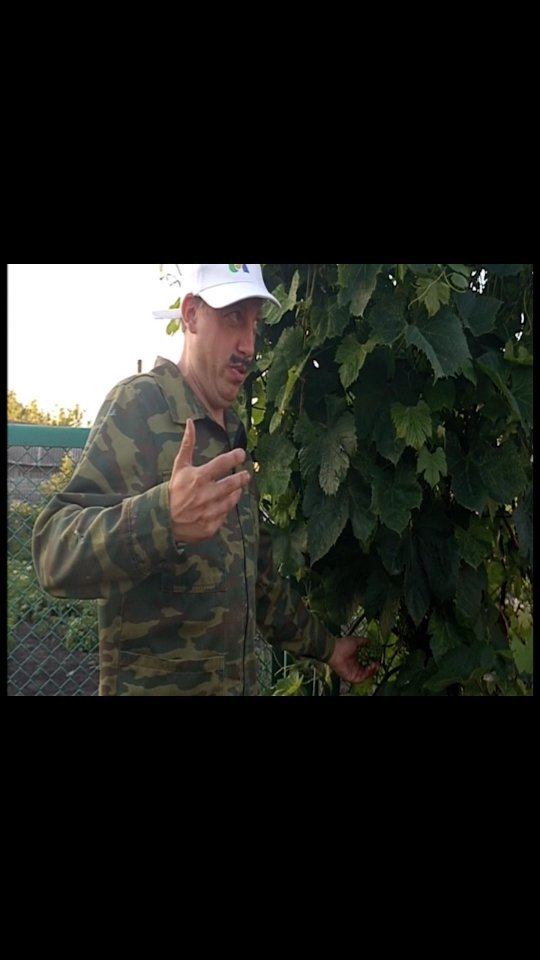 smyslov13 в LOOKY. . Передача сад и огоро...