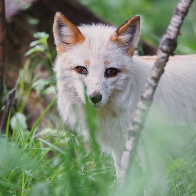 myfoxfamily в LOOKY. . Может, такая красота...