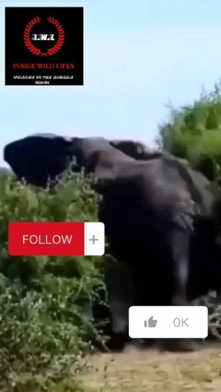 INSIDE-WILDLIFES в LOOKY. #insight,#threads,#instanails,#nigeria,#africa,#europe,#oceania,#australia,#austria,#america,#asia. Animal fight #insigh...