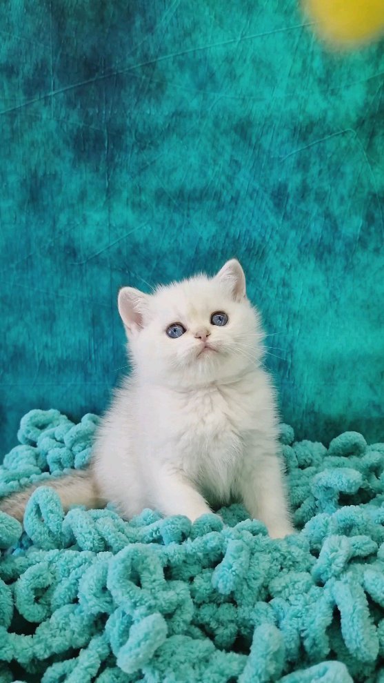 fur_flowers_cats в LOOKY. . null