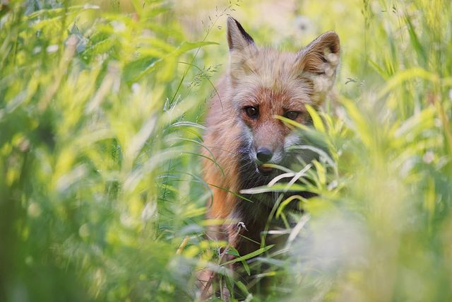 myfoxfamily в LOOKY. . Последний летний Ден...