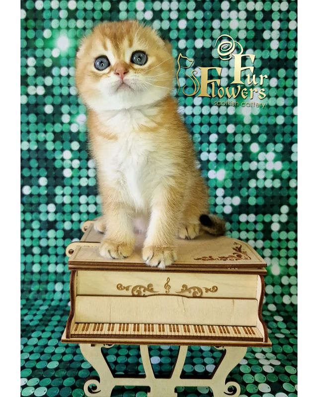 fur_flowers_cats в LOOKY. . Ну и ещё один пианис...