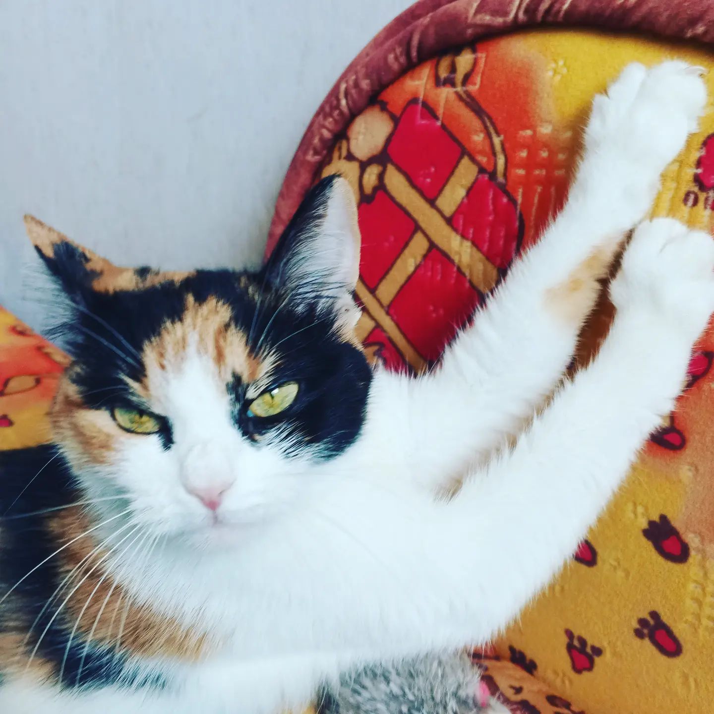tcgoshat в LOOKY. . Кошка 10 августа 202...