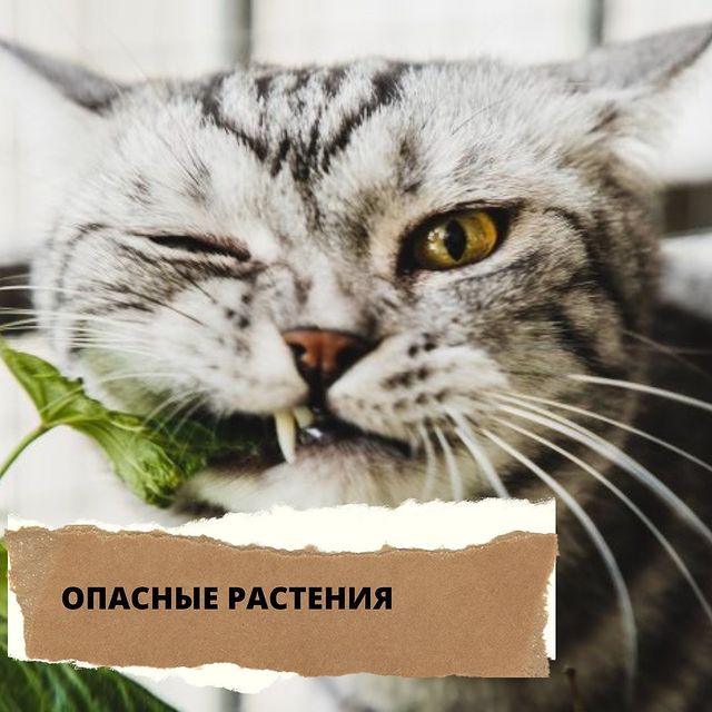 lucky_dog_kapunoff в LOOKY. #luckydog#kapunoff#лакомстваДляЖивотных#вкусно#сушеныелакомства. ОПАСНЫЕ РАСТЕНИЯ 🌱 ...