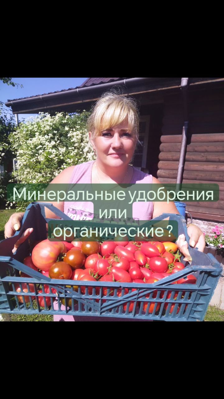 missisvaflia в LOOKY. #ленинградская_область,#ленинградскаяобласть,#удобрение,#огурцы,#помидоры,#удобряем,#минеральныеудобрения,#суперфосфат,#огородники,#огород,#огурчики,#сад,#дача,#надаче,#вогороде. 📌МИНЕРАЛЬНЫЕ УДОБРЕ...