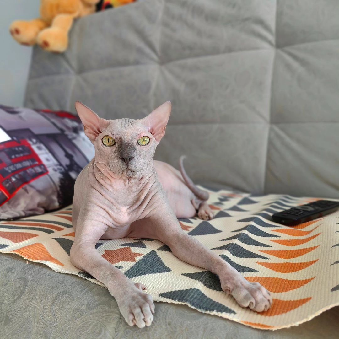 eva_sphynx_cat в LOOKY — фото 3
