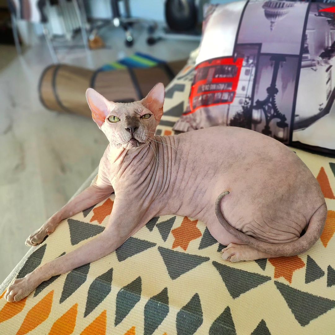 eva_sphynx_cat в LOOKY — фото 4