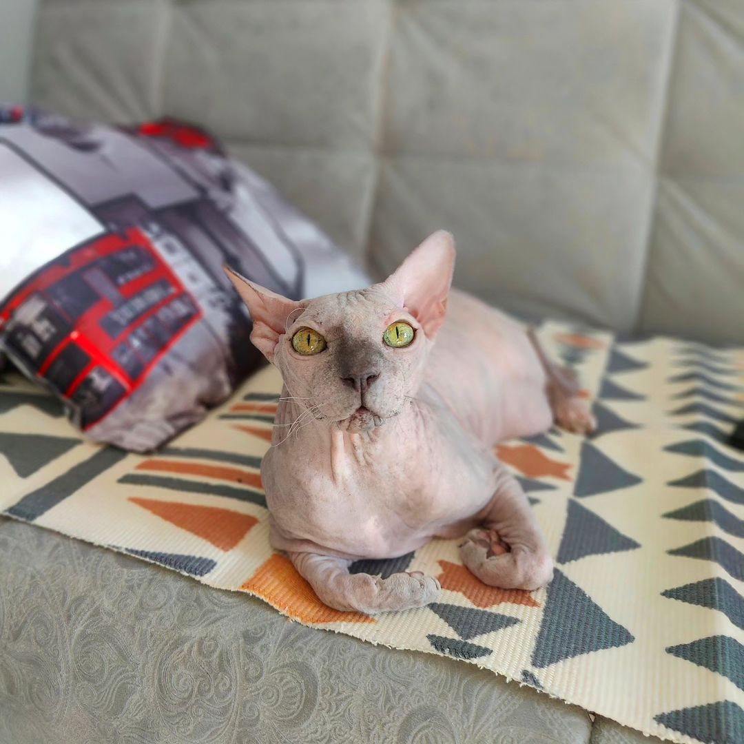 eva_sphynx_cat в LOOKY — фото 2