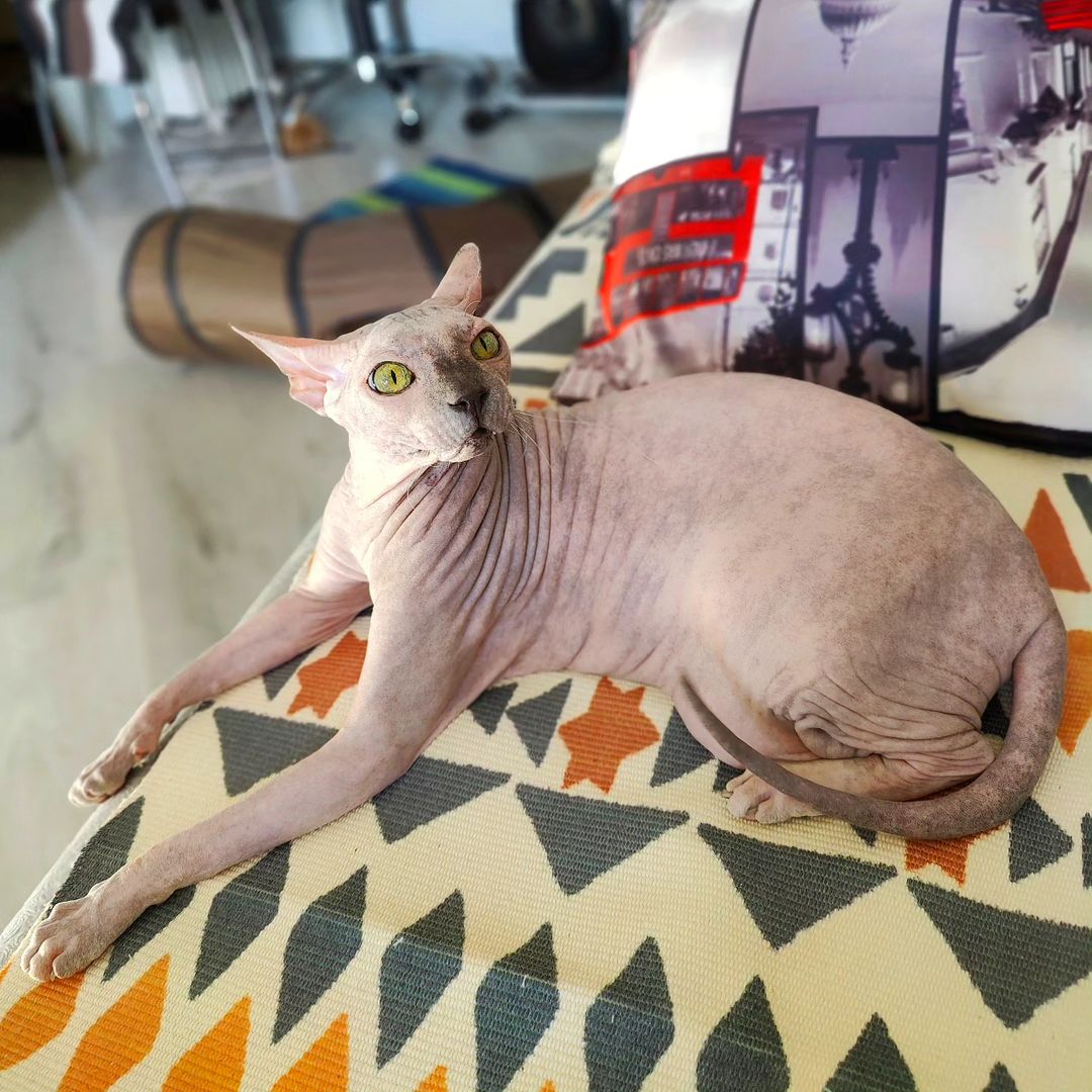 eva_sphynx_cat в LOOKY — фото 5
