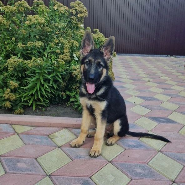 3 месяца и неделька🐶
Мэр отлично знает команды:
✔️Сидеть🐕‍🦺
✔️Лежать🦦
✔️Ко мне🗣
✔️Место⛺️
✔️Фу💩
✔️Нельзя⛔️
Учимся давать лапу🐾 хочется верить,что в скором времени покажем и Вам😉
Иногда конечно хулиганит🤬,но в целом умный и любимый пёсик💞