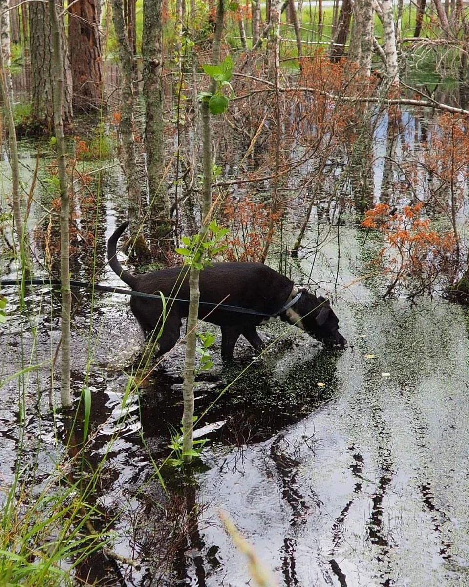 skvorty_roads в LOOKY — фото 6