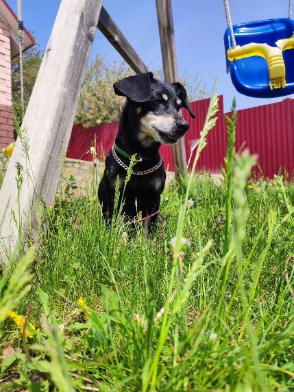 yul_chek1 в LOOKY. . 🐶🩷🫶