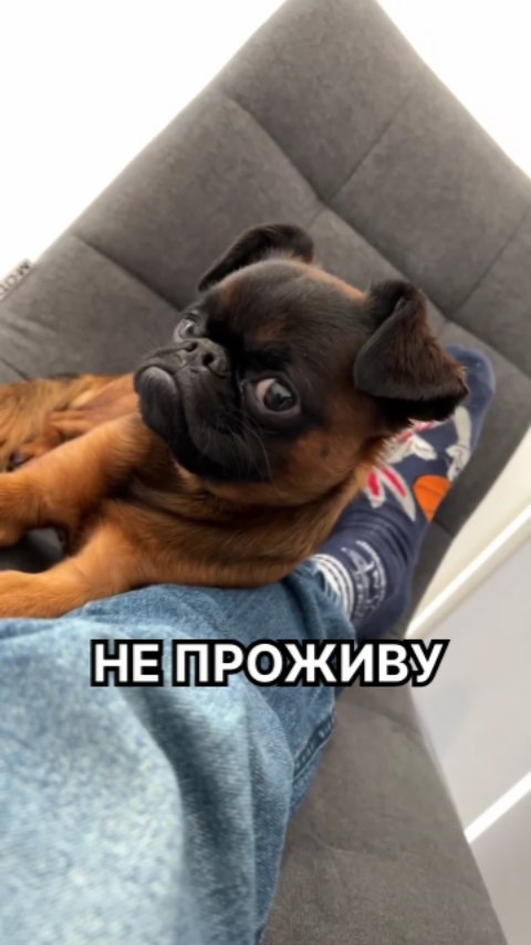 yoshik_dog в LOOKY. . К СОЖАЛЕНИЮ У НАС ЖИ...