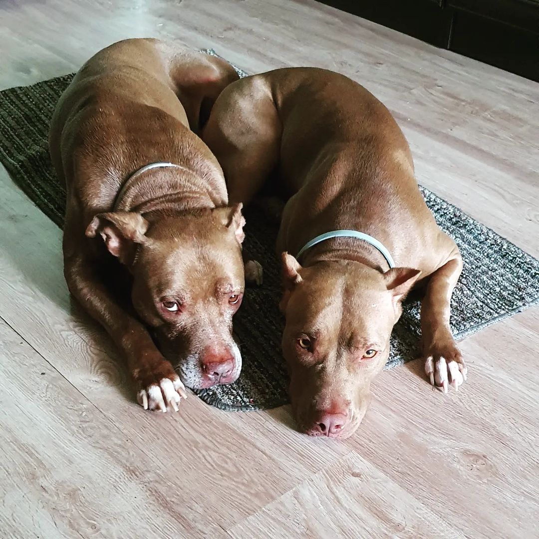 buntarka_161 in LOOKY. #питбультерьер,#питбуль,#pitbull,#pitbullsofficial,#пряникисиннабон,#пряники,#верныедрузья,#собакилучшелюдей,#собакинеубийцы. Дедуля с внучкой #пи...