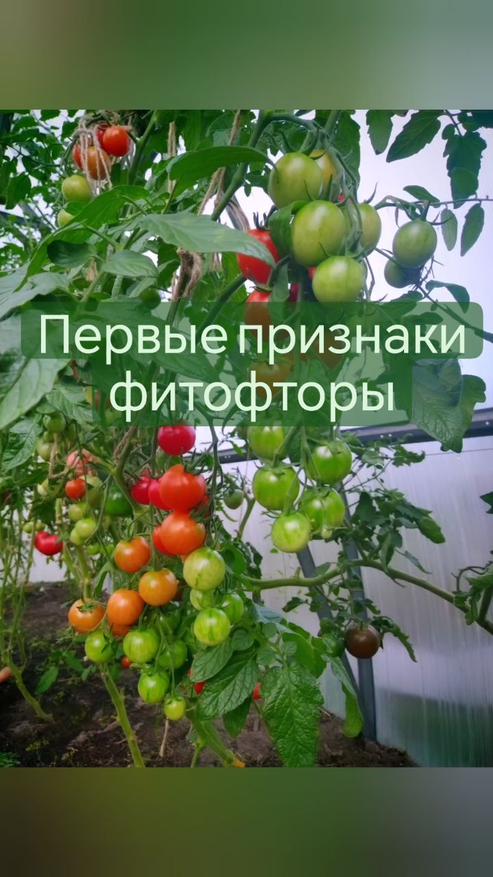 missisvaflia в LOOKY. #фитофтора,#фитофторанапомидорах,#помидоры,#томаты,#томатывтеплице,#втеплицу,#втеплице,#лечимтоматы,#огород,#огородник,#огородники,#дача,#надаче,#люблюдачу,#бронекс,#фитоспорин. 📌ПЕРВЫЕ ПРИЗНАКИ ФИ...