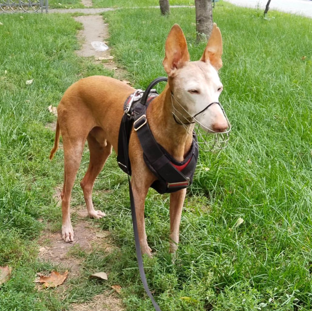 Медленные погуляшки 🐶