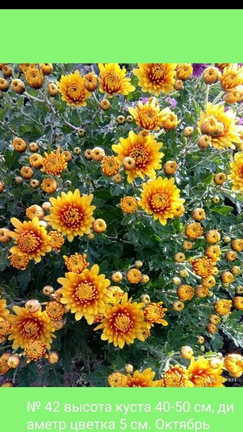 natali_multiflora в LOOKY. #хризантемамультифлора,#краскиосени,#королеваосеннегосада,#осеньвсаду,#черенкипочтой,#растениядлясада,#саратов,#ростов,#московскаяобласть. В ожидании... #хриза...