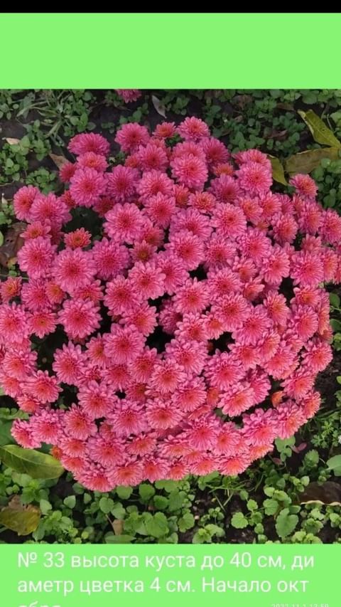 natali_multiflora в LOOKY. #хризантемамультифлора,#черенкипочтой,#отзывы,#крым,#саратов,#ростовскаяобласть,#кемерово,#нижегородскаяобласть,#алтайскийкрай,#краснодарскийкрай. #хризантемамультифло...
