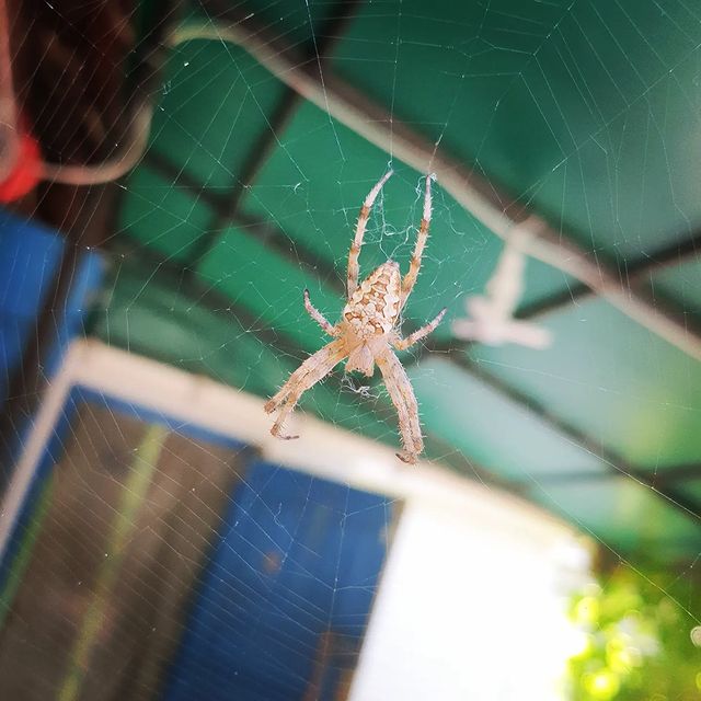 bykov_andrey в LOOKY. . Василий