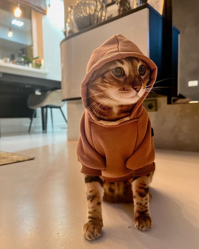 hunter.bengalcat в LOOKY. #бенгал,#bengal,#bengalcat,#бенгальскийкот,#бенгальскийкотенок,#кот,#cat,#котенок,#hunter,#хантер,#khan,#хан,#honey,#хани. Обновки 👚 

#бенгал...