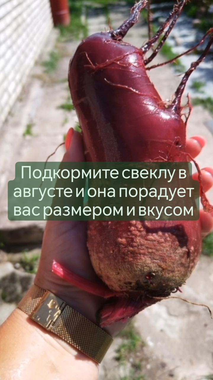 missisvaflia в LOOKY. #ленинградская_область,#ленинградскаяобласть,#урожай,#свекла,#удобрения,#подкормки,#поркузи,#грядки,#нагрядках,#нагрядке,#огородник,#огородники,#сад,#мойогород,#моядача,#люблюдачу. 📌ПОДКОРМИТЕ СВЁКЛУ ...