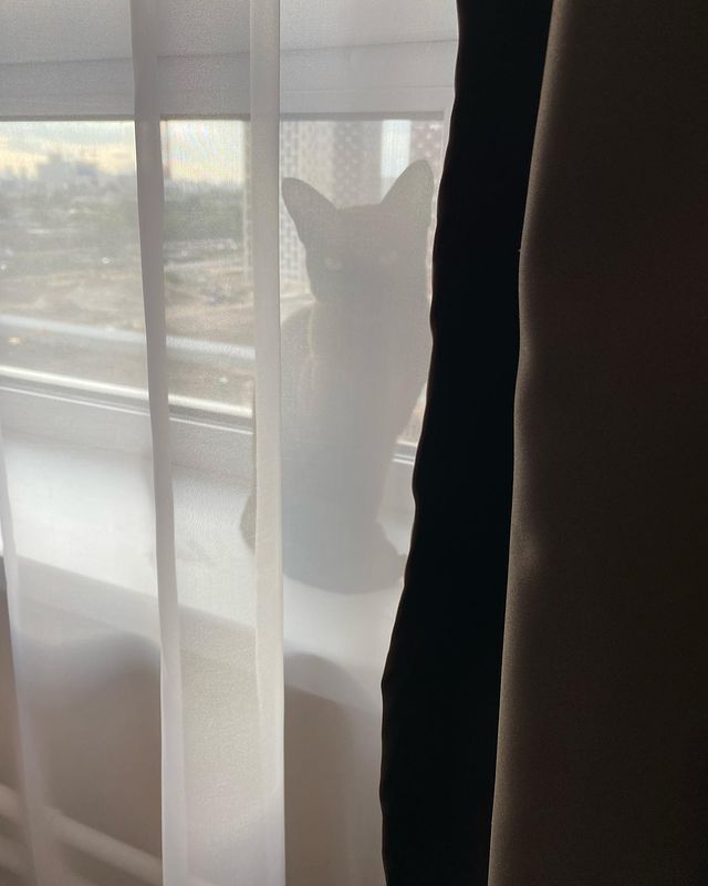 a.v.moskalev в LOOKY. . Кошка - модель 🐈‍⬛