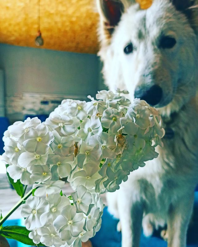 elena_m_galtsova в LOOKY. . Маленькие радости 🤍