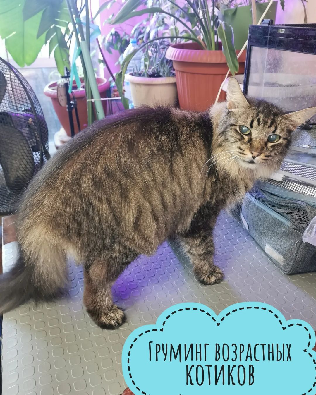 mycatgrooming in LOOKY. . Котодедуси и котобаб...