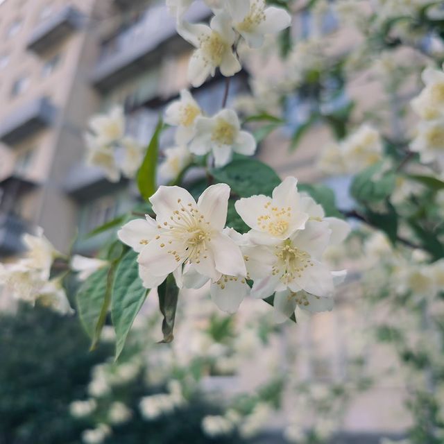 deus.nature в LOOKY. . null