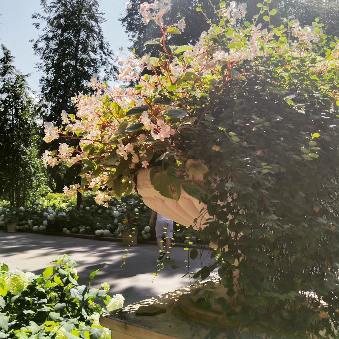 Яркие краски лета 🌼
