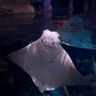 nastya_ko2705 в LOOKY. . Учей баи рилс онорбу...