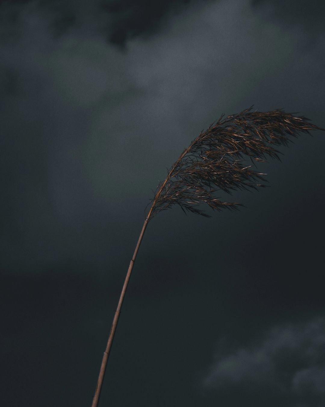 🌾

⠀

⠀

⠀

#nature #naturephotography #naturevideos #aesthetic #darkesthetic #lifegood #creativity #creative #creativephotography #photography #photo #photoukraine #🇺🇦 #🇪🇺 #lightroomedits #cinematicvideo #cinematography #cinema #cinematic #lightroom #запорожье #кинодел #nikoncoolpix #waytoproinphoto #prophoto #nikon #photography #streetphotography #streetphoto #forestphotography #cinematicphotography