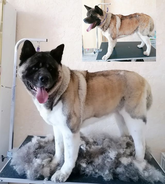 groomer_ufa_ в LOOKY. . Мы любим свою работу...