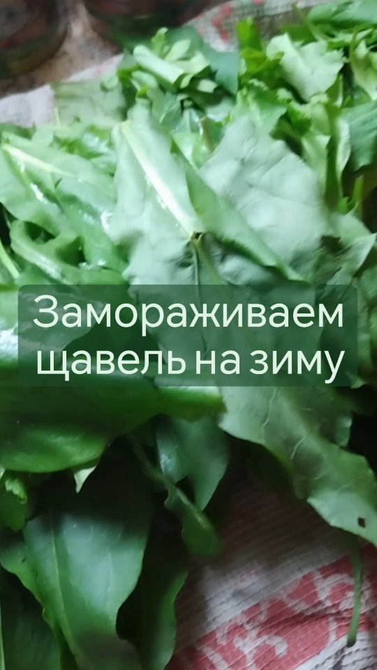missisvaflia в LOOKY. #щавель,#суп,#заморозка,#заморозки,#заготовки,#заготовкиназиму,#назиму,#полезно,#полезнаяеда,#вкусно,#нагрядках,#нагрядке,#грядка,#дача,#огород,#поркузи,#люблюдачу,#готовимдома,#готовим,#польза,#длявсейсемьи. 📌ЗАМОРАЖИВАЕМ ЩАВЕЛ...