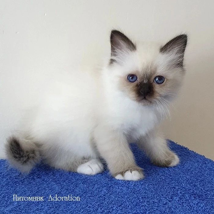 sacredbirman в LOOKY — фото 2
