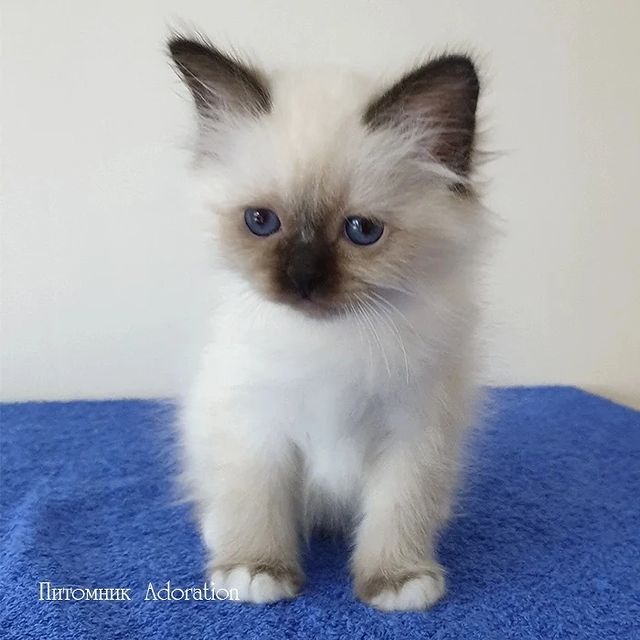 sacredbirman в LOOKY. #священнаябирма. Девочка #священнаяби...