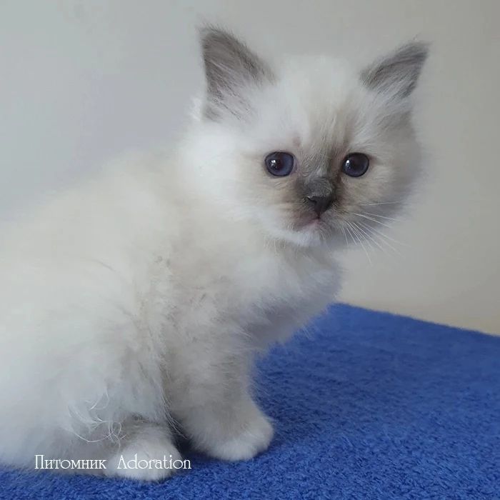 sacredbirman в LOOKY — фото 3