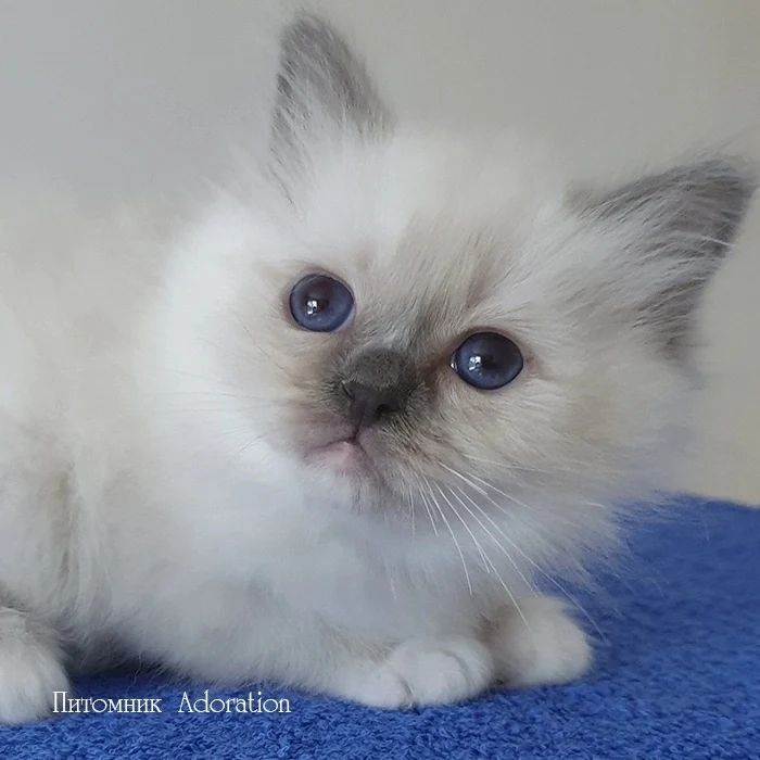 sacredbirman в LOOKY — фото 2