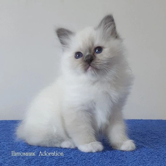 sacredbirman в LOOKY. #священнаябирма. Мальчик #священнаяби...