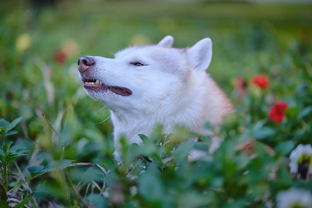 husky_easy в LOOKY. #husky,#siberianhusky,#huskyphotography,#huskygram,#huskylove,#huskylovers,#huskylovingclub,#huskylife,#allthingshusky,#instahusky,#huskyofinstagram,#huskypics,#huskiesreq,#huskiesofinstagram,#huskyrussia,#dogsofinstagram,#igcutest_animals,#ilovehusky,#justhuskies,#bestwoof,#dog_features,#dogs_of_world,#dogphotography,#excellent_dogs,#хаски,#хаскифото,#хаскивмоскве. Собака, цветы и кома...