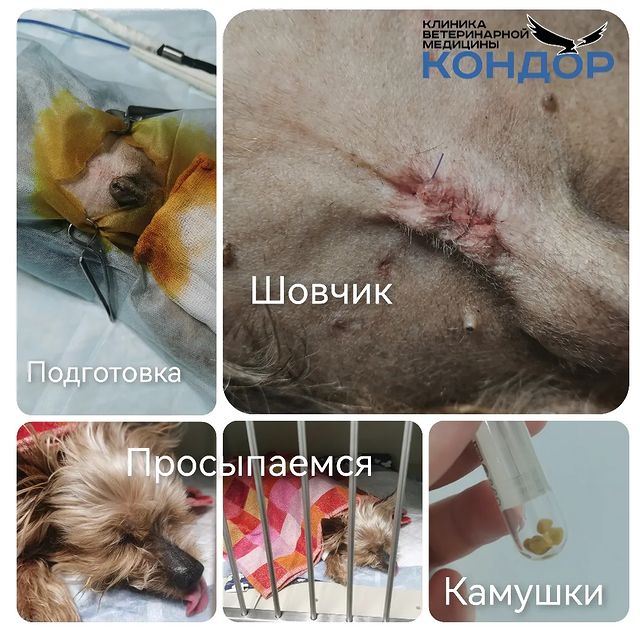 kondorvet_clinic в LOOKY. #берегитесвоихпитомцев,#ветклиника,#кондорвет,#кондор. 11 летний йорик Тайс...
