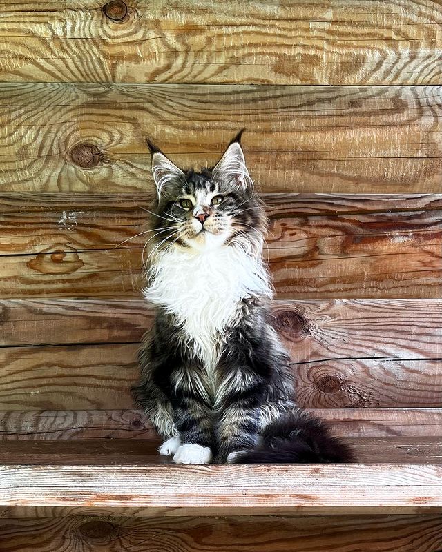 blackmaxhouse в LOOKY. #мейнкун,#мейнкункотята,#мейнкуны,#мейнкунмосква,#мейнкунпитомник,#полидакт,#полидактильныймейнкун,#maincoonsofinstagram,#maincoons,#maincoon,#maincooncat,#maincoonlovers,#maincoonkitten,#maincooncats. Полидактильный кот Б...