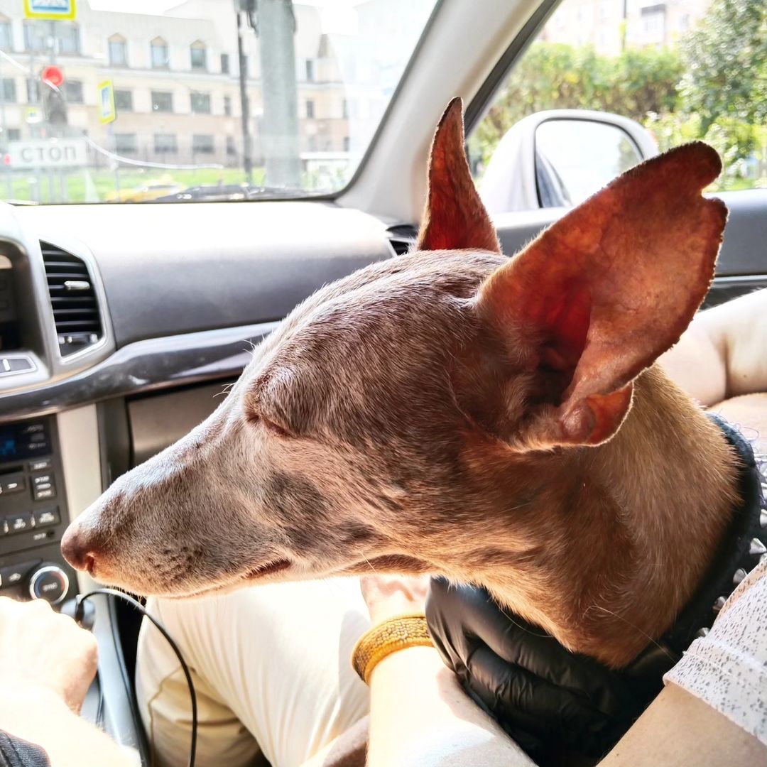 Долгая плодотворная прогулка в парке лучшее средство для хорошего сна 🐶☺️
#чирнеко #чирнекодельэтна
